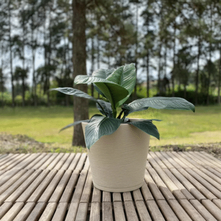 MACETA GENEBRA GRAFIATO 34x35 BEIGE EFECTO PIEDRA